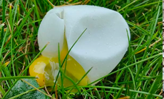 egg without a shell