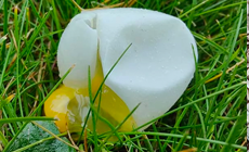 soft shelled egg