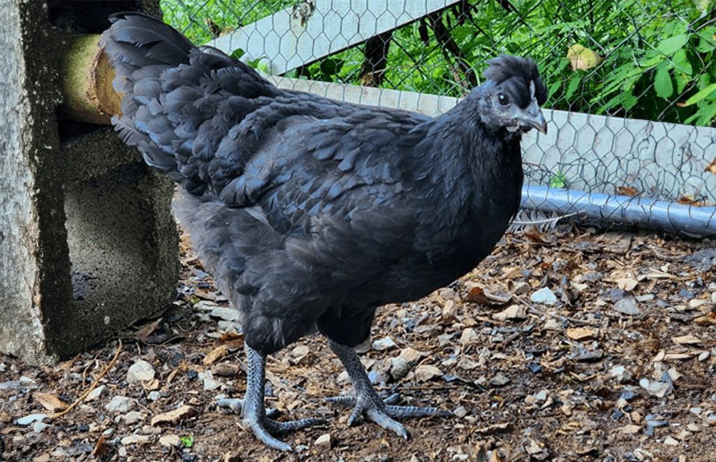 a mystic onyx chicken