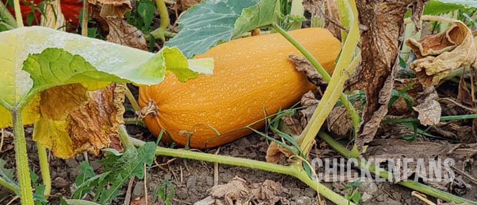 a spaghetti squash growing on a plant just above the ground