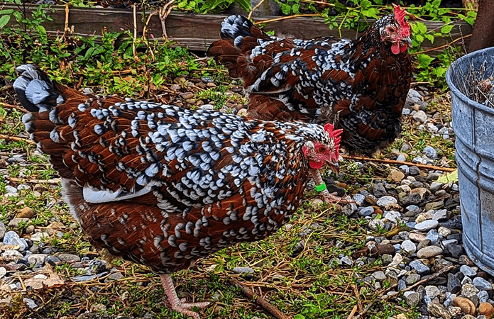 two speckled sussex hens