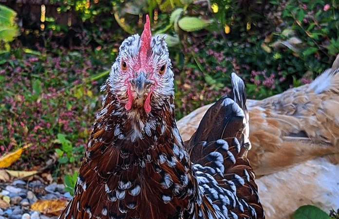 close up of a speckled sussex