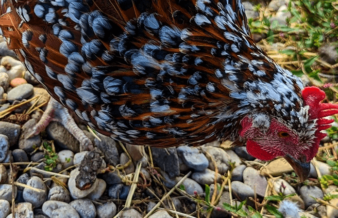 speckled sussex hen