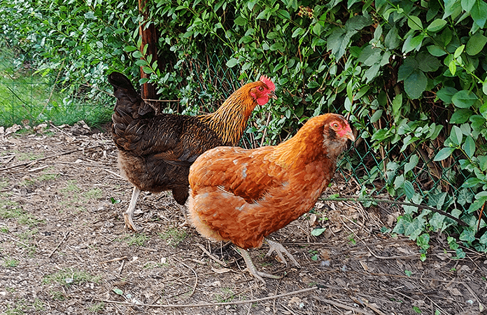 two hens inside a chicken run