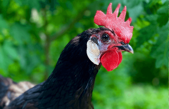 white faced black spanish chicken