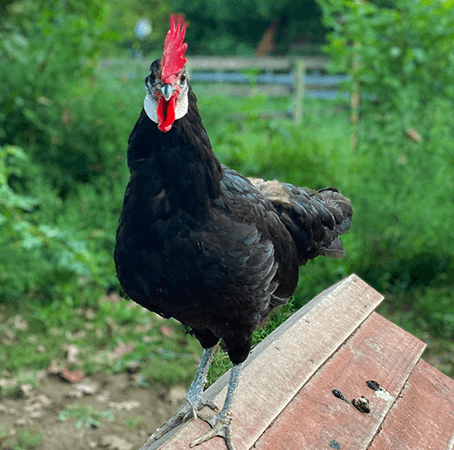 a white faced black spanish, a famous fancy black chicken
