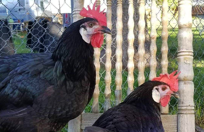 two white face black spanish chickens