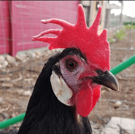 White-faced Black Spanish chicken close-up