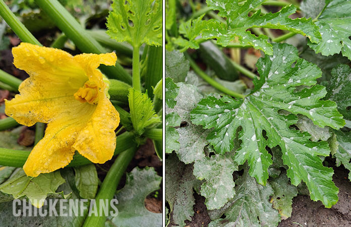 Zucchini plant, on the left is the edible yellow flower, on the right are the leaves of the zucchini plant