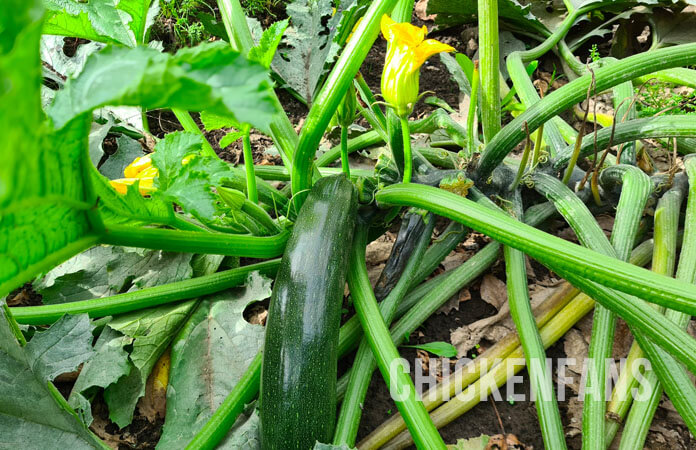 A zucchini plant with the fruit growing close to the ground and a yellow edible flower