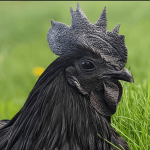 Close-up of an Ayam Cemani rooster.