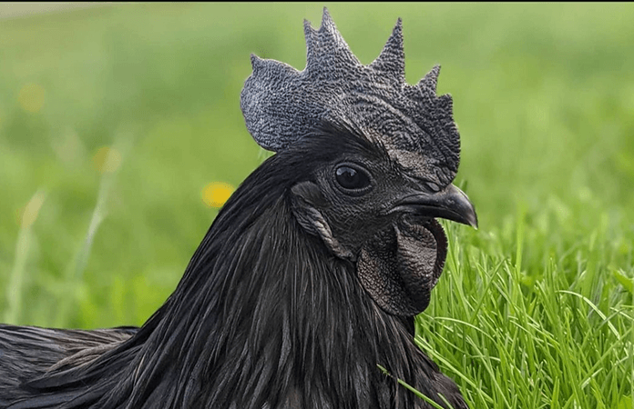 Close-up of an Ayam Cemani rooster.