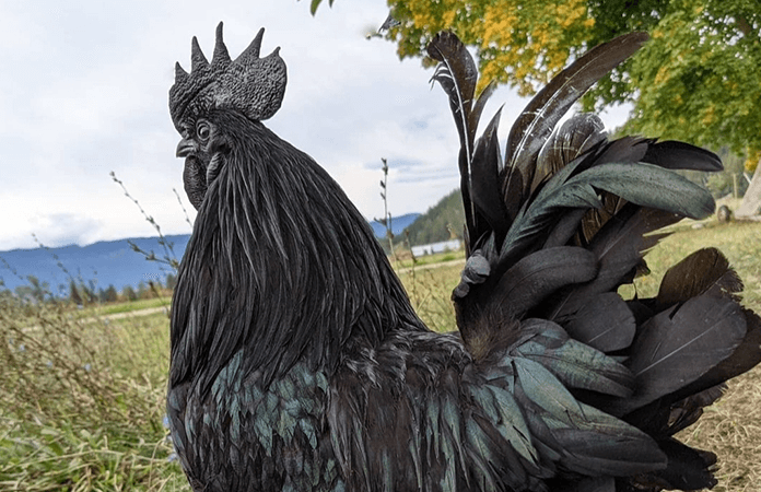 Feathering on a Ayam Cemani rooster