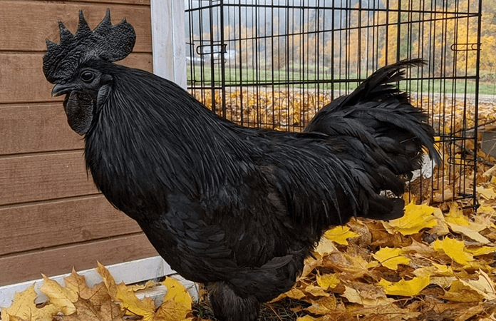 An Ayam Cemani Rooster