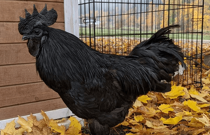 ayam cemani chicken