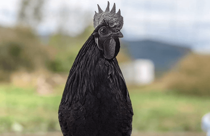 Ayam Cemani rooster