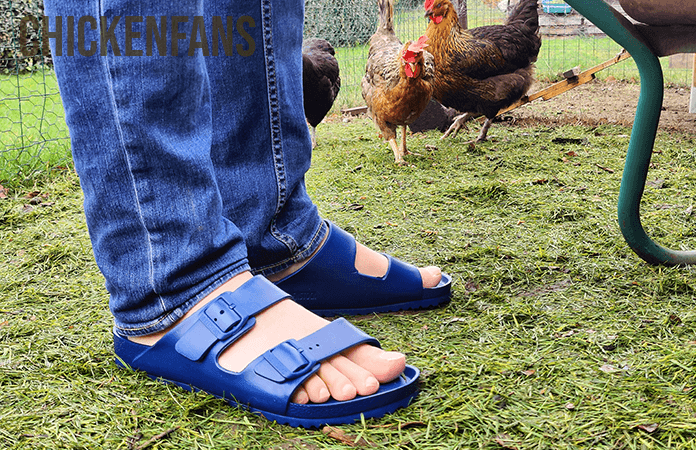 Birkenstock Arizona Slippers inside the chicken coop