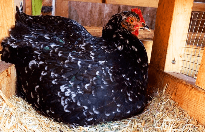 Broody hen inside the nesting box