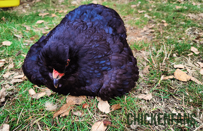 a broody hen, sitting on the ground