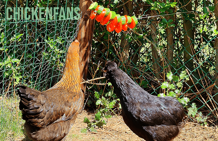 chickens eating from a vegetable pinata