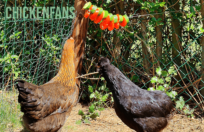 two chickens eating tomato and cucumber of a string