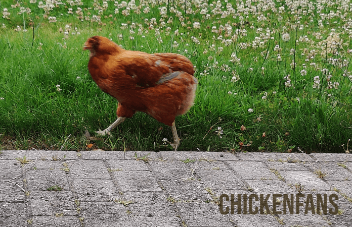 chicken walking right next to bricks