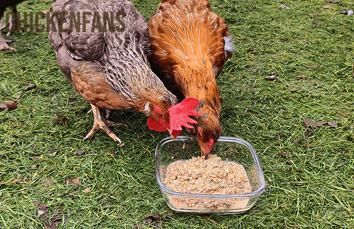 chickens eating a batch of fermented chicken feed