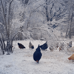 a flock of chickens in the snow