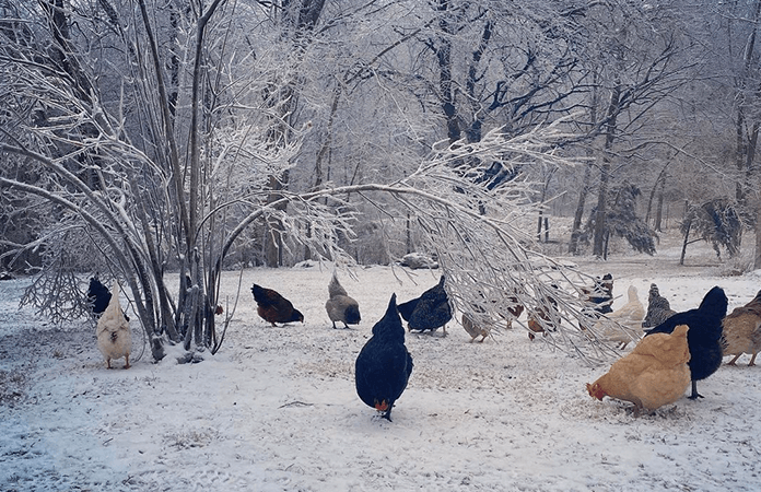 a flock of chickens in the snow