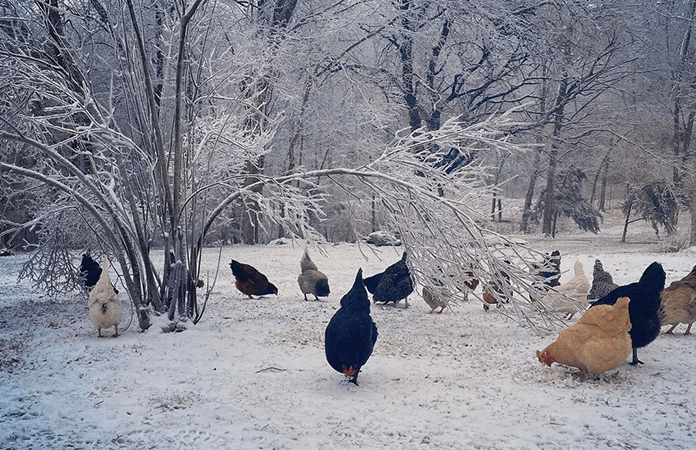 Chickens in the snow