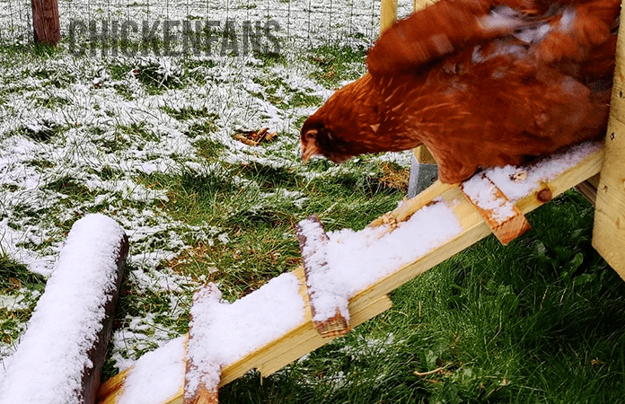 Chicken in snow.