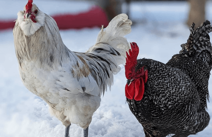 two chickens in the snow