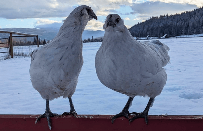 chickens in snow