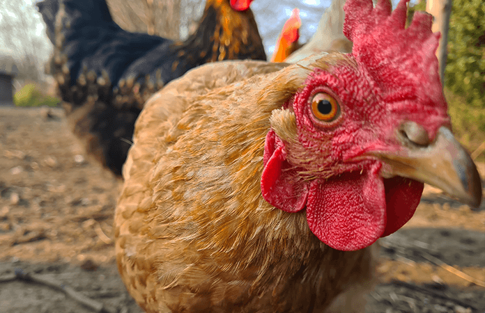 Close Up of a chicken