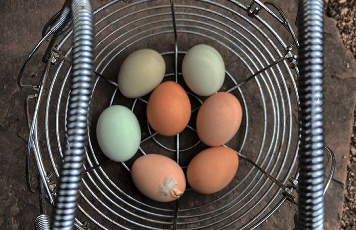 a basket of colored eggs