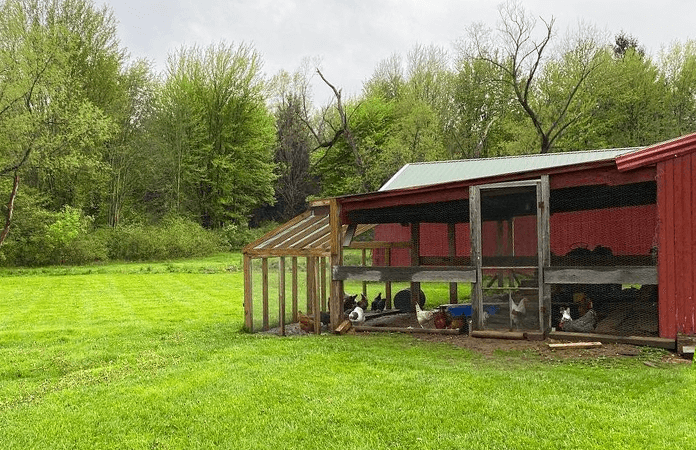 A covered chicken run