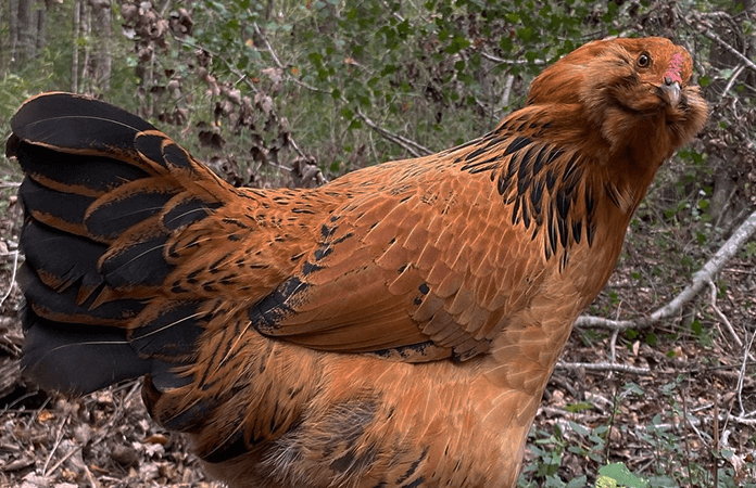 An easter egger chicken