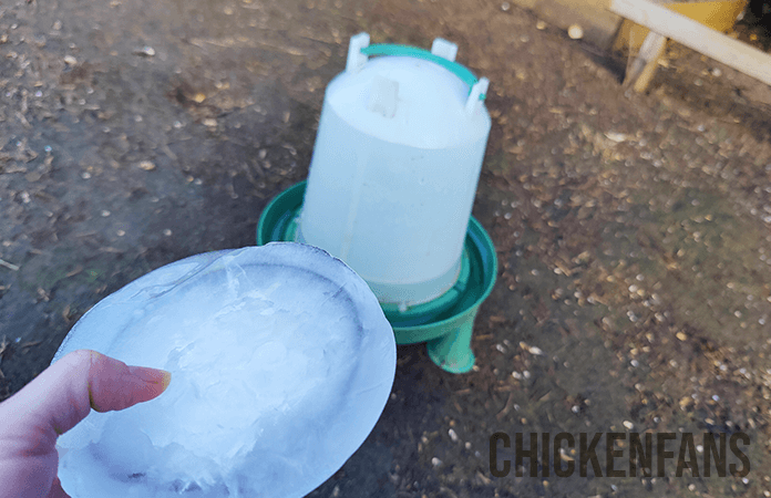 10 Easy Ways To Keep Chicken Water From Freezing