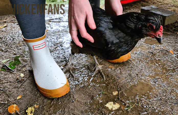 hunter rain boots in a chicken coop