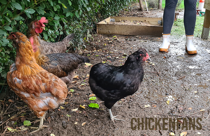 Wearing the Hunter Original rain boots inside the chicken coop