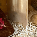 two hens in nesting boxes