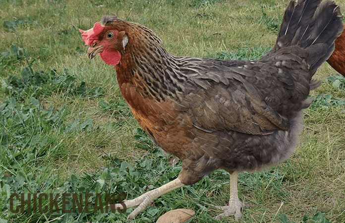 one olive egger free ranging