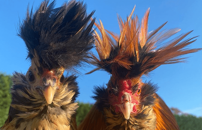 two pavlovskaya chickens