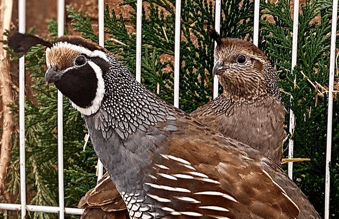 two adult quails