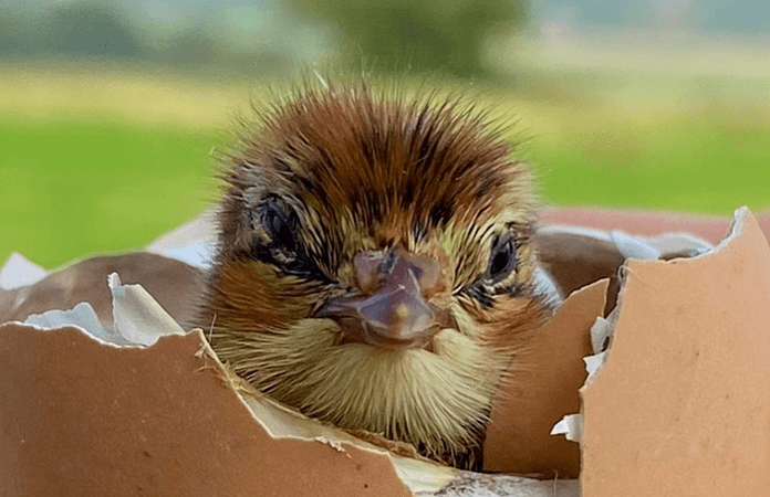 baby quail