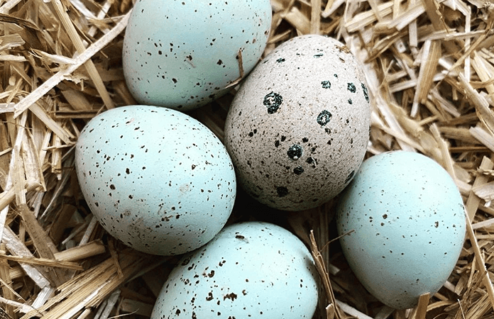 Can Chickens Hatch Quail Eggs?
