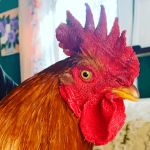 Sagitta chicken rooster close up