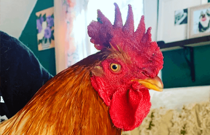 Sagitta chicken rooster close up