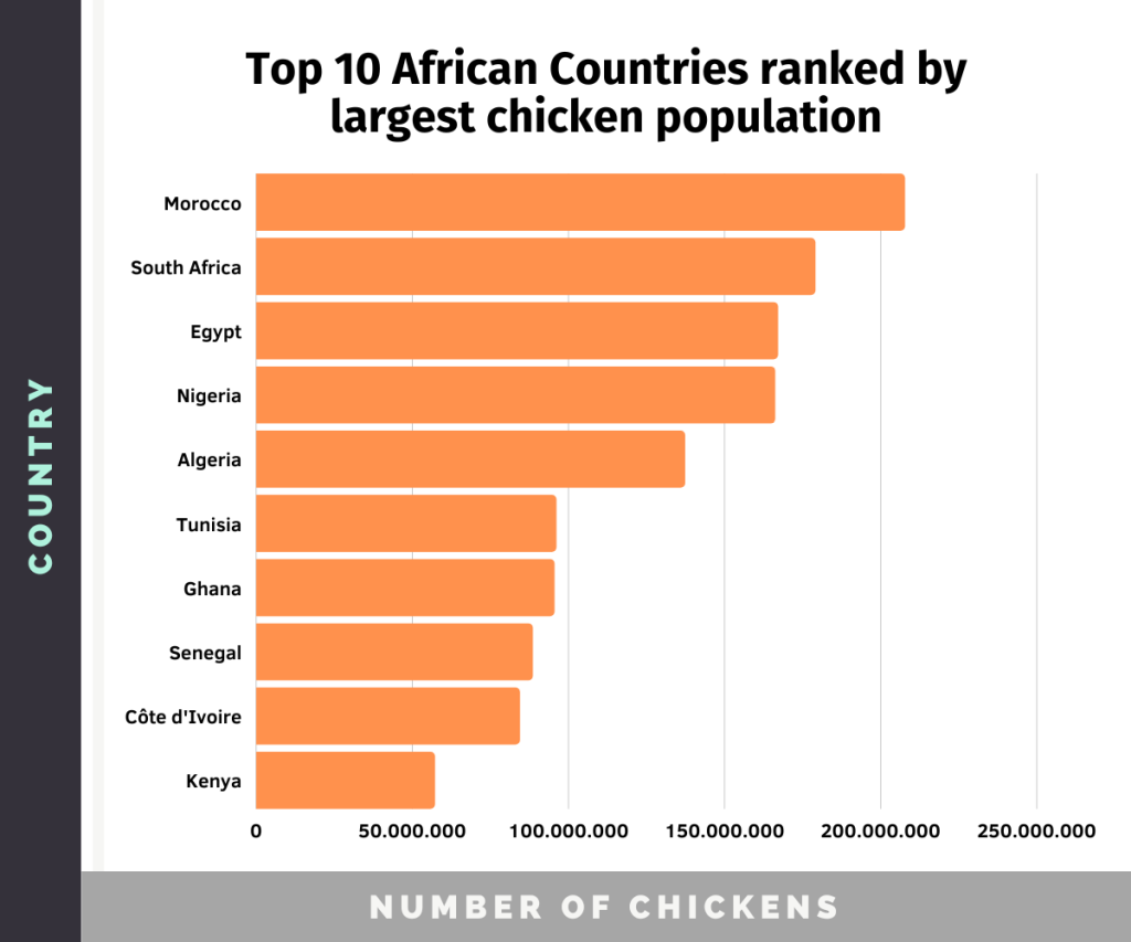 Graph of the top 10 African countries ranked by largest chicken population, with Morocco and South Africa on top