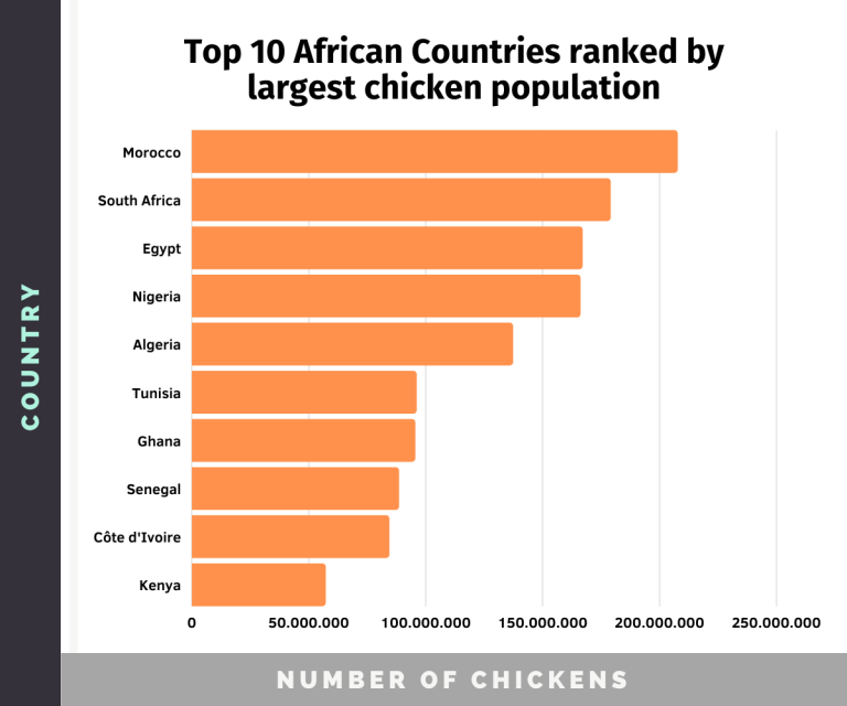How Many Chickens Are in the World in 2023? (Chicken Statistics) Chicken Fans